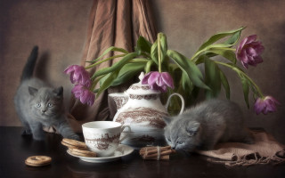 Two cats vase flowers cookies - two cat free wallpaper
