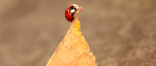 Ladybug leaf sidewalk fall macro - top of a leaf free wallpaper