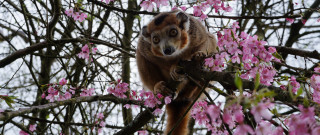 Monkey sitting branch pink flowers - the background and a sky background free wallpaper