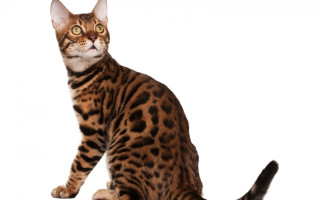 Cat tiger calico spot ears - on free wallpaper for desktop