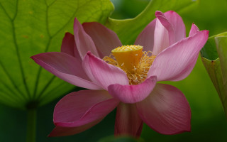 Pink flower yellow center green 16 - a yellow center in the center free wallpaper