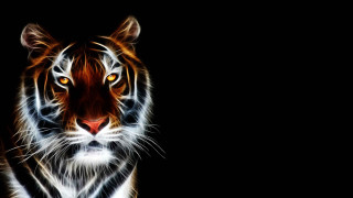 Tiger looking camera black background - a tiger free wallpaper for desktop