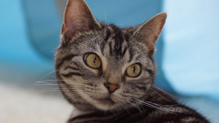 Cat looking at camera blue - maya free wallpaper