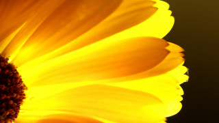Sunflower macro yellow center black - a black center free wallpaper for desktop