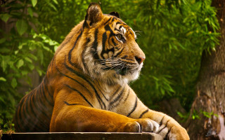 Tiger sitting wooden bench tree - a tree and bushes free wallpaper