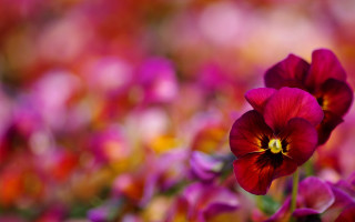 Vivid flower bokeh depth hibiscus - vivid color free wallpaper for desktop