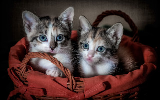 Kittens basket blue eyes red - brenda chamberlain free wallpaper