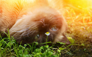 Cat back grass flower mouth - sunny day free wallpaper