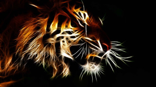 Tiger dark eyes glowing orange - its eye free wallpaper