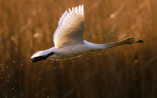 White swan flying tall grass - tall grass free wallpaper