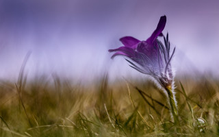 Purple flower field grass blue - a purple flower free wallpaper