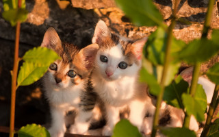 Kittens plant animals photorealistic blurry - their eye free wallpaper