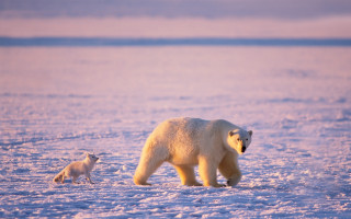 Polar bear cub snow arctic - the snow together free wallpaper