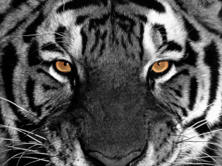 Tiger orange eyes black background - white stripe free wallpaper