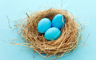 Blue egg nest straw sky - rich vivid color free wallpaper