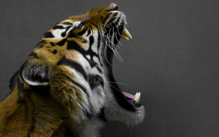 Tiger showing teeth black white - its tooth free wallpaper