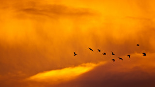 Birds sunset cloudy sky flock - a flock of birds free wallpaper for desktop