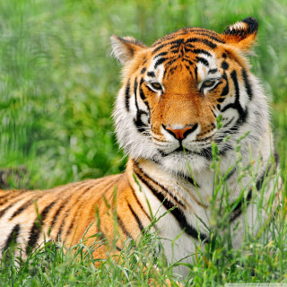 Tiger laying grass sad looking - free animals wallpaper for tablet