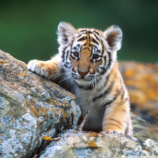 Tiger cub climbing rock sunny - free animals wallpaper for tablet