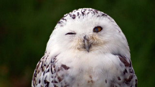 White owl brown spots green - a white owl free wallpaper