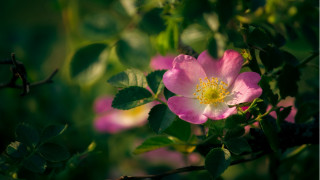 Pink flower green leaves macro 13 - green leaf free wallpaper for desktop