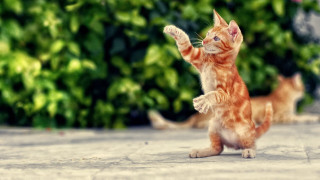 Cat reach frisbee bokeh micro - its hind leg free wallpaper