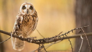Small owl perched branch blurry - free animals wallpaper