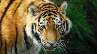 Tiger mane red nose looking - a long mane free wallpaper