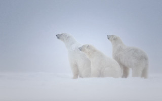 Polar bears snow distant sky - environmental art free wallpaper
