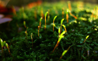 Grass leaves macro nature blurry - a blurry background of grass free wallpaper