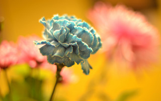 Flower bokeh autumn sunset sunflower - a blurry background of flowers free wallpaper