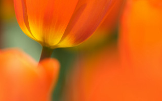 Flower macro orange background green - orange flower free wallpaper
