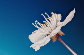 White flower yellow stamens blue 2 - thin free wallpaper for desktop