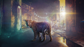 Leopard night rain street light - a street in the rain free wallpaper