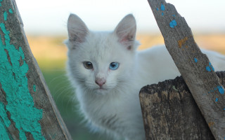 White kitten blue eyes fence - a white kitten free wallpaper