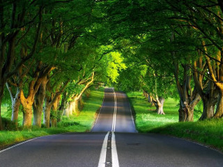 Tree lined road surrounded by 2 - both side of the road free wallpaper