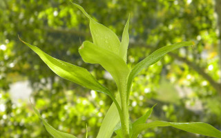 Green leaf water drops bokeh 4 - free nature wallpaper