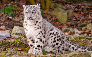 Snow leopard leaves rocks woods 2 - a snow leopard free wallpaper