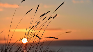 Sunset tall grass water clouds - a few tall grass free wallpaper