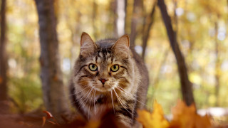 Cat forest autumn bokeh focus - the ground and trees free wallpaper for desktop