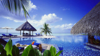 Pool palm lounge beach scenery - a palm tree in the background free wallpaper for desktop