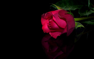 Red rose black surface reflection - single free wallpaper