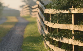 Wooden fence trees dirtroad grassfield - it next free wallpaper for desktop