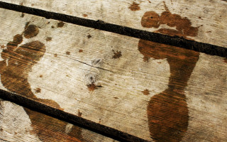 Shadow dog cat wooden beach - a wooden surface free wallpaper for desktop