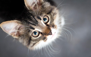 Kitten blue eyes symmetrical facial - a kitten free wallpaper