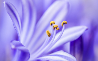 Purple flower yellow stamens macro 4 - anne rigney free wallpaper for desktop