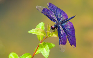 Blue dragonfly green leaf butterfly - free bird wallpaper