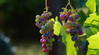 Grapes leaves green background still - free hearts wallpaper