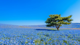 Lone tree blue flower mountain - cornelia parker free wallpaper