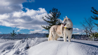 Husky snow trees blue sky - husky free wallpaper